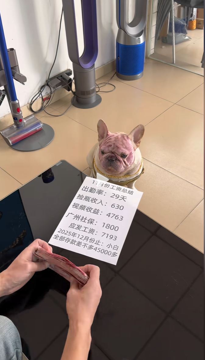 “小白”的捡胶樽变卖影片，令牠每月总收入近万元。