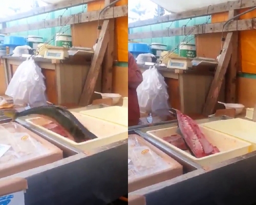 慎入！鱼切了一半还不停跳。