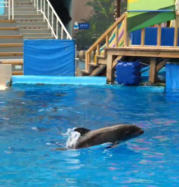 鯨豚獸順利滿月，能做躍出水面動作。動物園微博