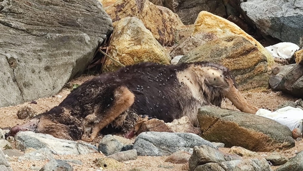 狗隻表面無傷痕。梁國峰攝