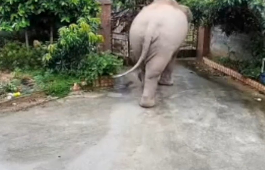大象循原路离开。影片截图