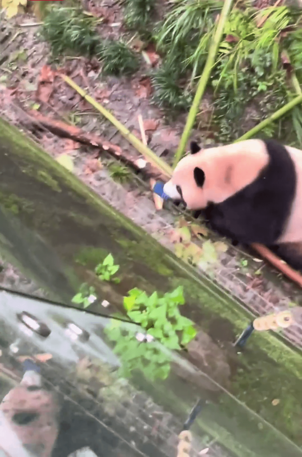 網片顯示，大熊貓梅蘭發現手機後將其咬在口中。
