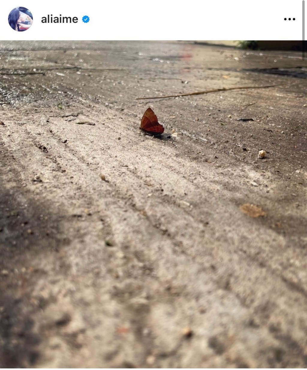 李佳芯近日在社交網分享一張孤單蝴蝶照片,並有感而發。