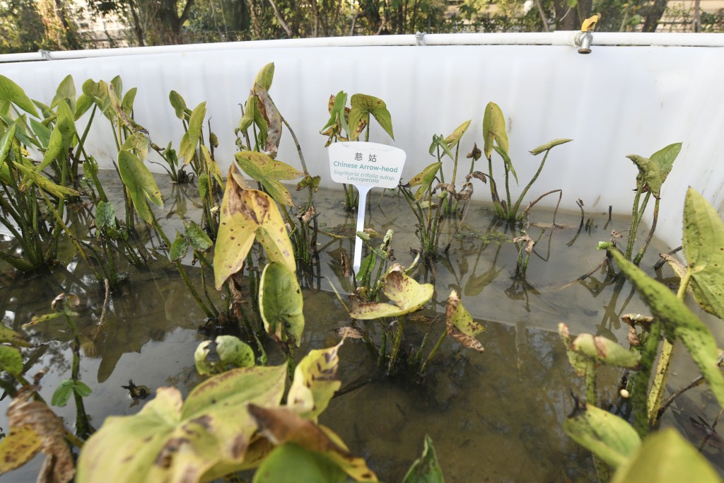 港鐵利用魚苗場內富含養分的水,培育慈姑等濕地植物。 港鐵利用魚苗場內富含養分的水,培育慈姑等濕地植物。