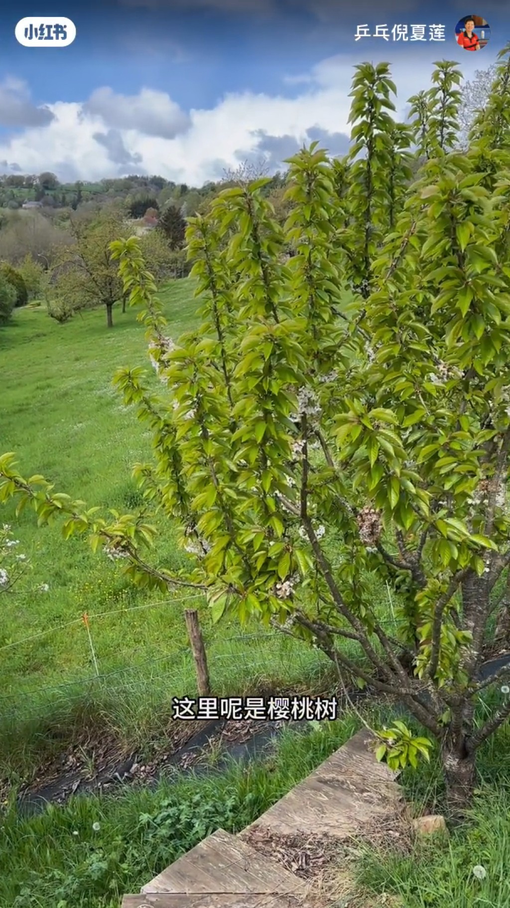 倪夏莲家附近有樱桃树。