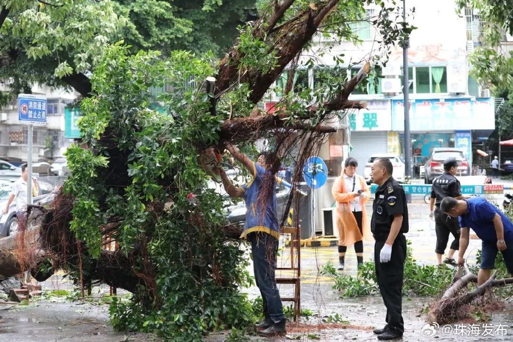 台风过后珠海清理市面倒树。