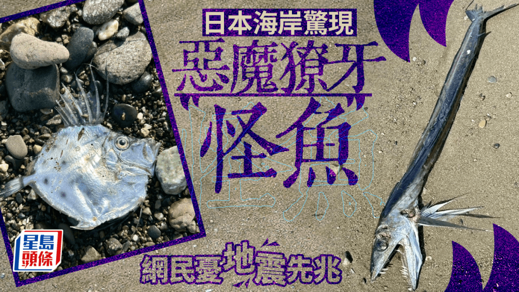 日本海岸驚現「惡魔獠牙怪魚」 網民憂地震先兆