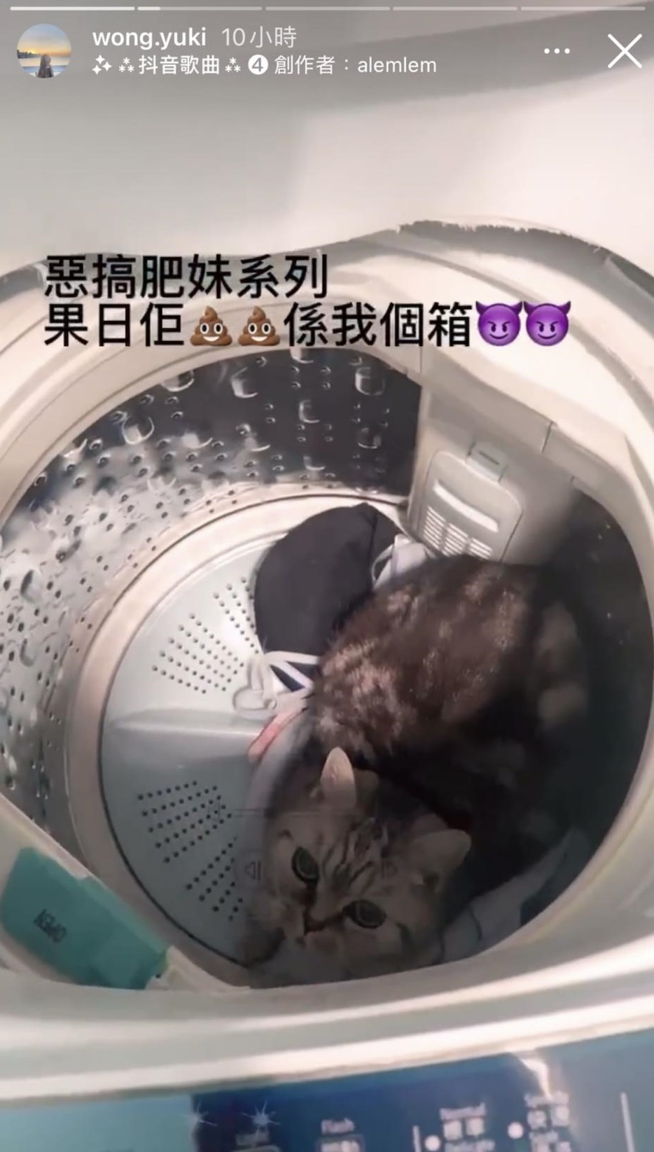 因家貓在內衣箱內便溺，黃綺婷將其放入洗衣機。