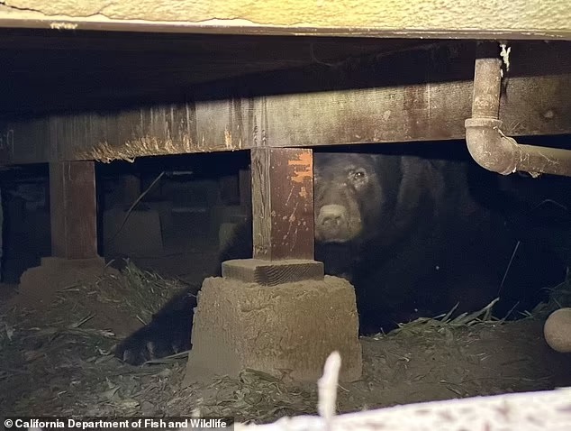 屋下發現大熊。網圖 屋下發現大熊。網圖