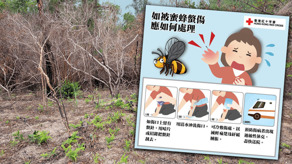 紅十字會分享「保命四式」,指若傷口留有螫針,用咭片或眉鉗將螫針刮走。
