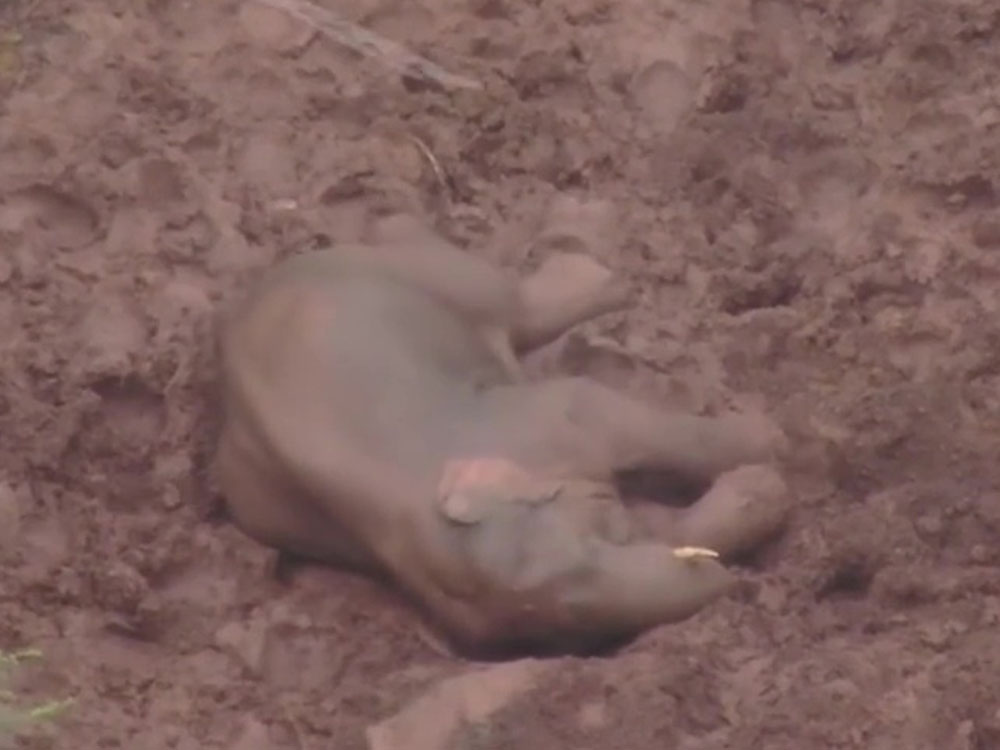 大象玩累了，就躺在泥地中睡個懶覺。