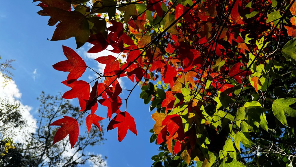 浦卡東國家公園的紅葉。（FB）