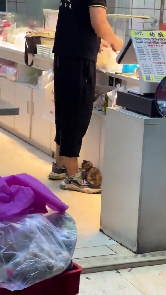 BB猫店长正满足地安坐于小哥右脚的波鞋上。网上截图