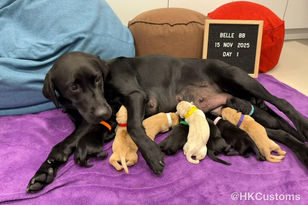 狗媽媽「Belle」則是黑色毛髮的鈔票搜查犬。 狗媽媽「Belle」則是黑色毛髮的鈔票搜查犬。