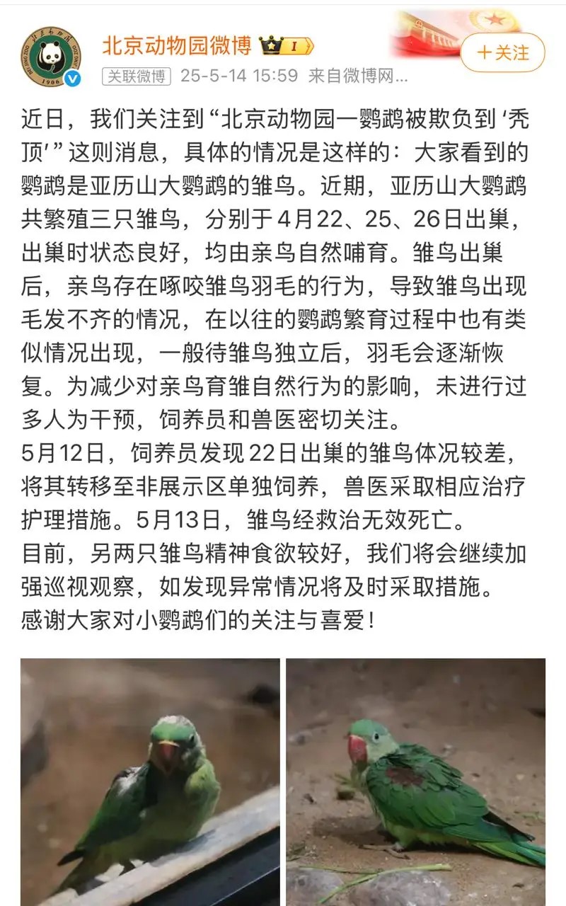 北京動物園發文解釋鸚鵡雛鳥禿頭原因。微博 北京動物園發文解釋鸚鵡雛鳥禿頭原因。微博
