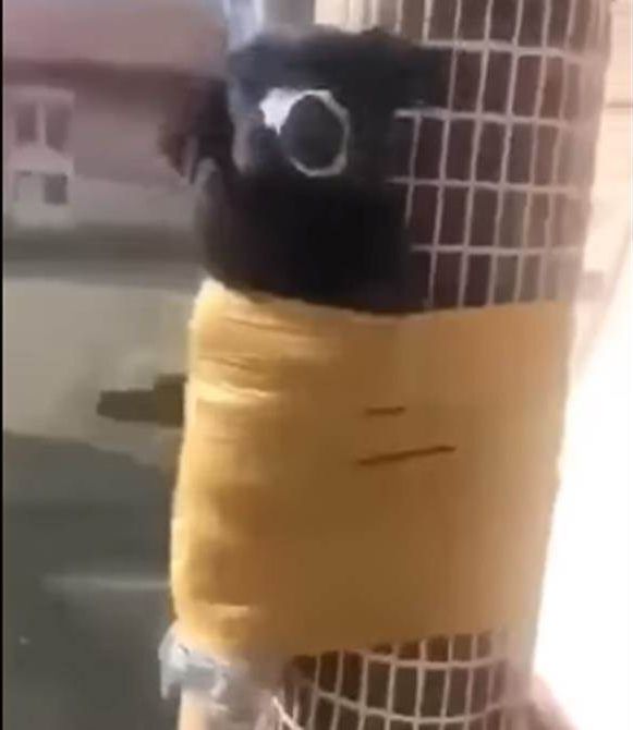 小黑狗被人像「木乃伊」般纏綁柱上動彈不得。影片截圖