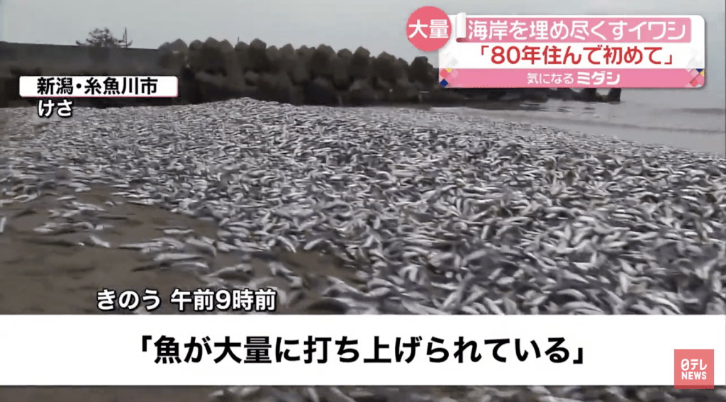 新潟縣大量沙甸魚沖上岸，引居民恐慌。