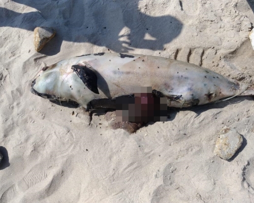 搁浅亚成年江豚尸体已严重腐烂。