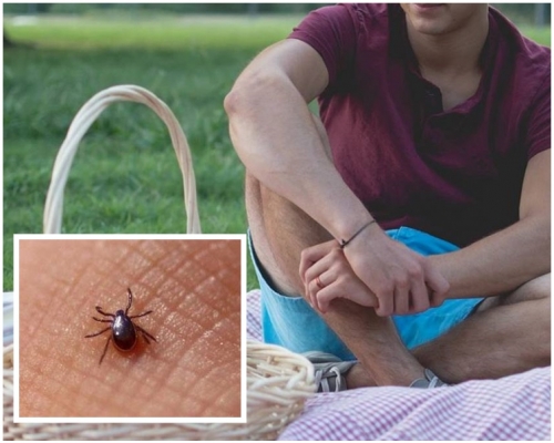 恙蟎會停留於草叢中，若遭其叮咬便會有機會感染。網圖