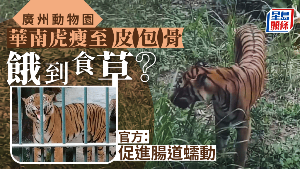 廣州動物園華南虎皮包骨被質疑食物不足 專家解密：或近親繁殖所致