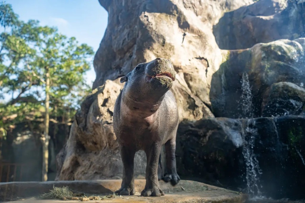 侏儒河馬「Thabo」去年11月由新加坡運到台灣。台北動物園