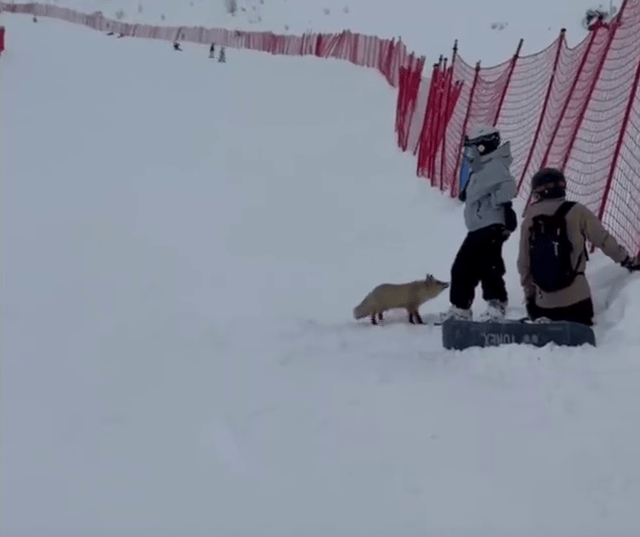 新疆滑雪场狐狸袭客,或跟发情期有关。 新疆滑雪场狐狸袭客,或跟发情期有关。
