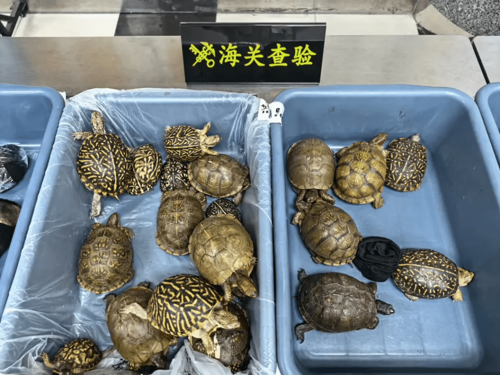 深圳湾海关半小时内连截8名大妈，起出53只濒危活龟。 海关发布