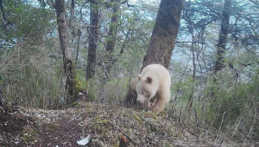 目前並未發現這隻白色大熊貓有明顯健康問題。中新社