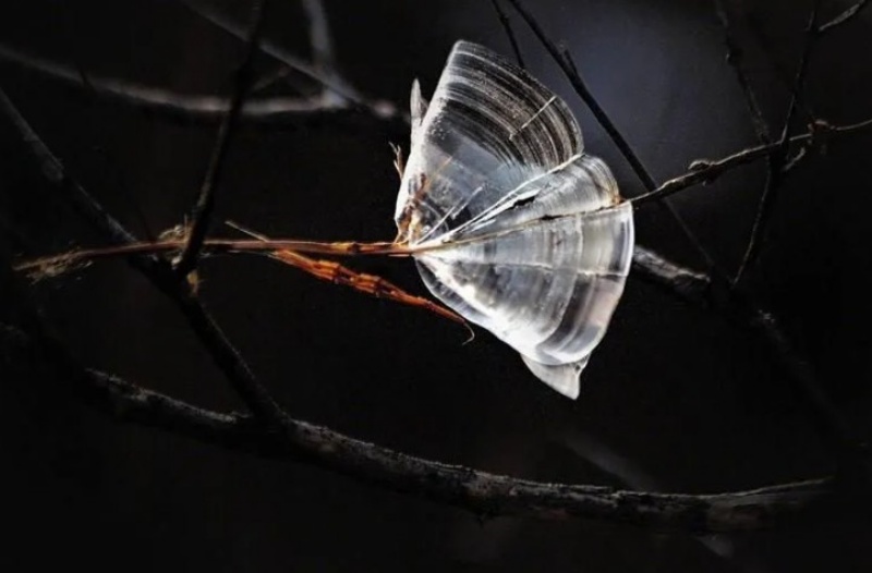 「冰蝴蝶」晶莹剔透形态各异。网图