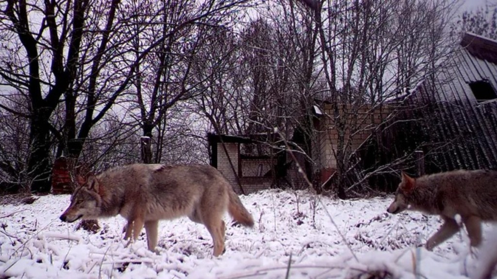 切爾諾貝爾核電廠的無人區，發現抗癌變種狼。路透社