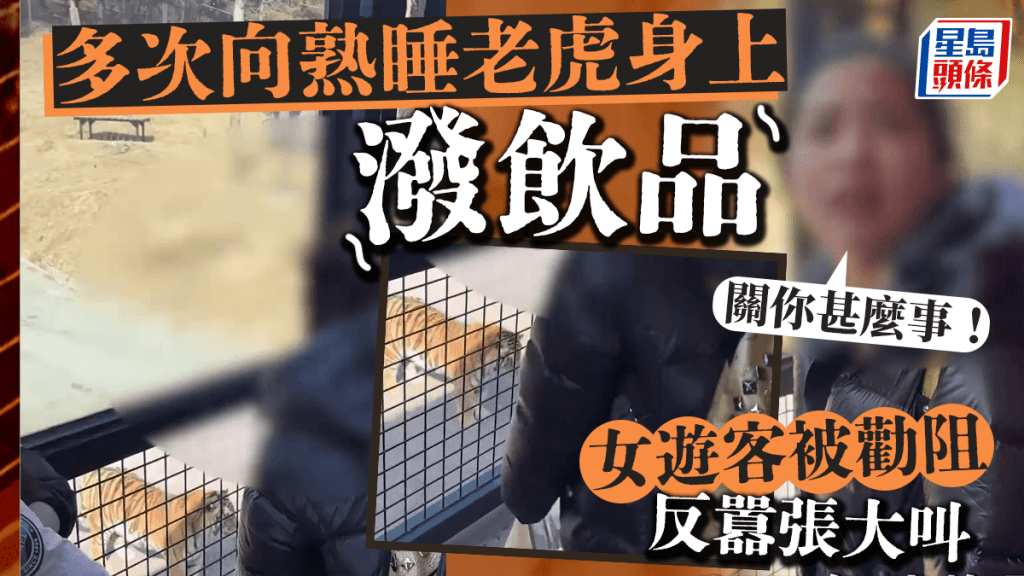 熟睡老虎身上潑飲料被勸阻 囂張女遊客大叫:「關你甚麼事!」