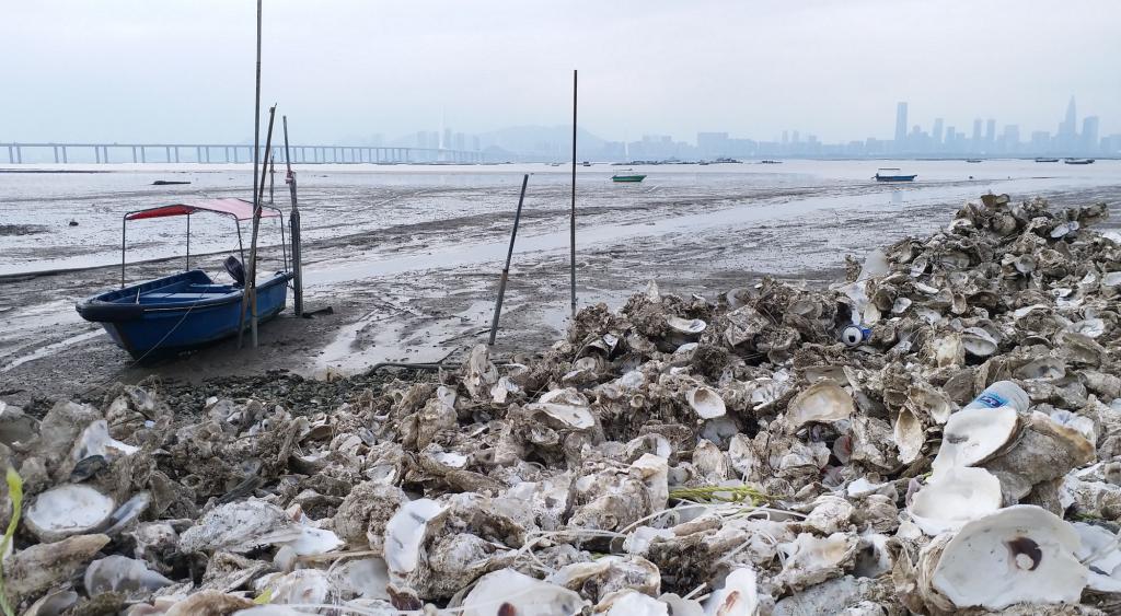 養蠔業於本港有長遠歷史，更列為非物質文化遺產。