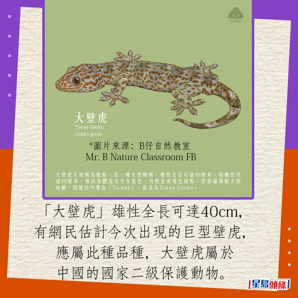 「大壁虎」雄性全長可達40cm，有網民估計今次出現的巨型壁虎，應屬此種品種，大壁虎屬於瀕危動物，是中國的國家二級保護動物。（圖片來源：B仔自然教室 Mr. B Nature Classroom FB）