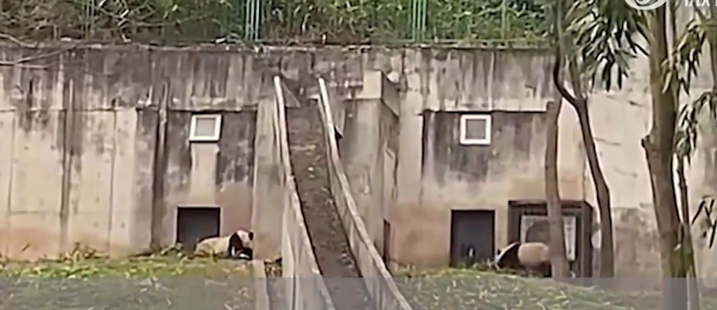 西安秦岭大熊猫研究中心有饲养员用铁铲击打大熊猫。