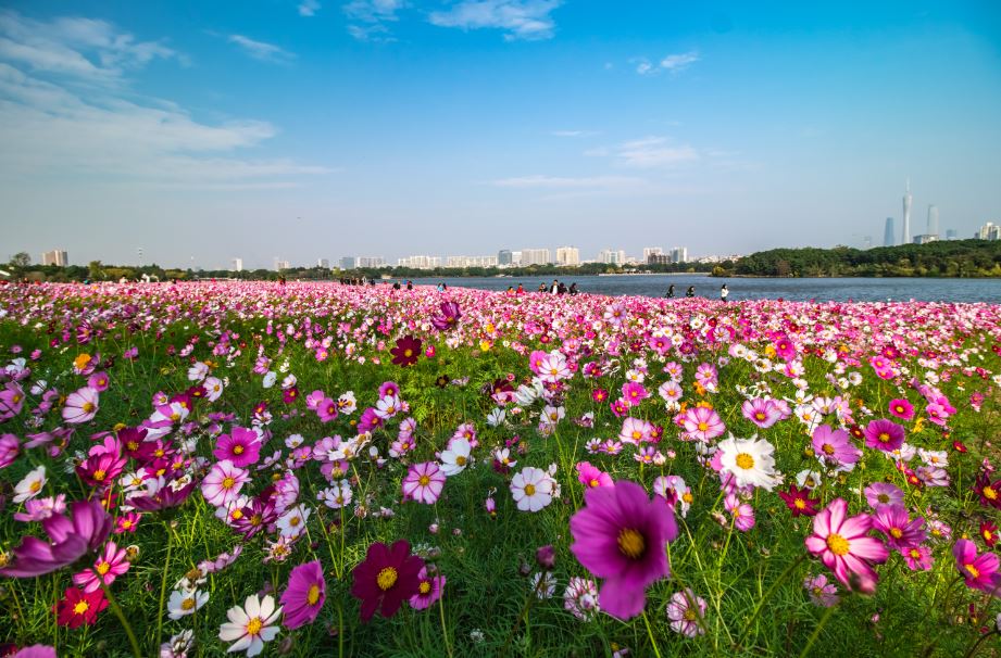 廣州春節好去處2024｜廣州海珠湖是海珠濕地公園免費的區域，環湖一周約2.65km，沿棧道邊走邊看鳥看花，四季有不同的花開放，春季萬紫千紅，美不勝收，還可以餵魚。（圖片來源：Trip.com）