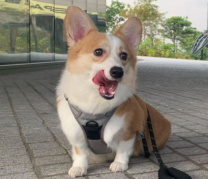 呢隻都係Ian愛犬。