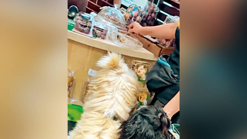 狗主给狗只试吃水果。江苏经济报