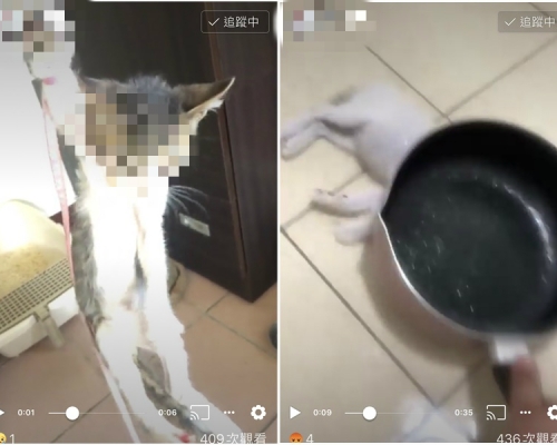 男子將貓活活打死。網上圖片