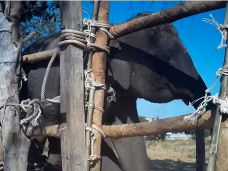 逼幼象與媽媽分離，象媽媽只能跟自己孩子道別，一度發出慘叫聲。(網圖)