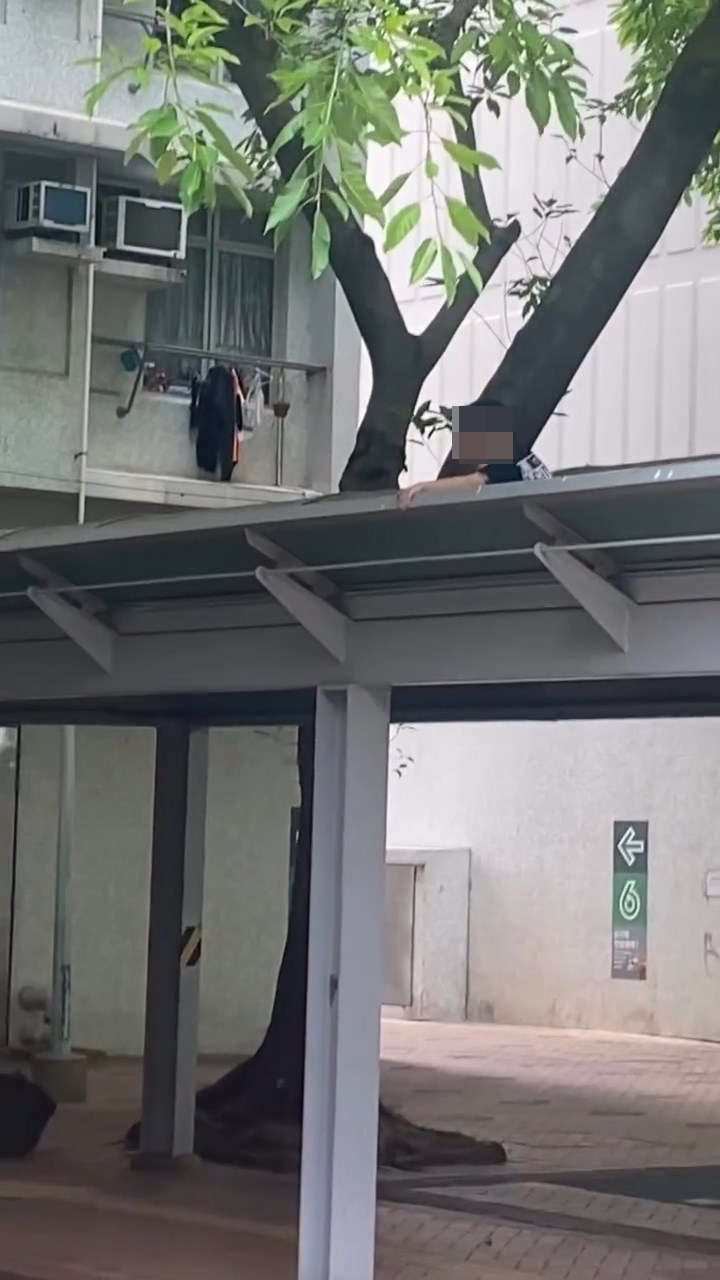男童为执拾纸飞机，爬上行人通道上盖。Threads@appleadam__.0715片段截图