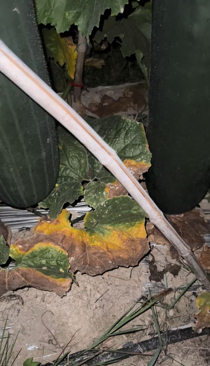 唐先生半夜“扑瓜”片爆红，凭听敲击声可猜到瓜的好坏。抖音@ 小唐菜业合作社