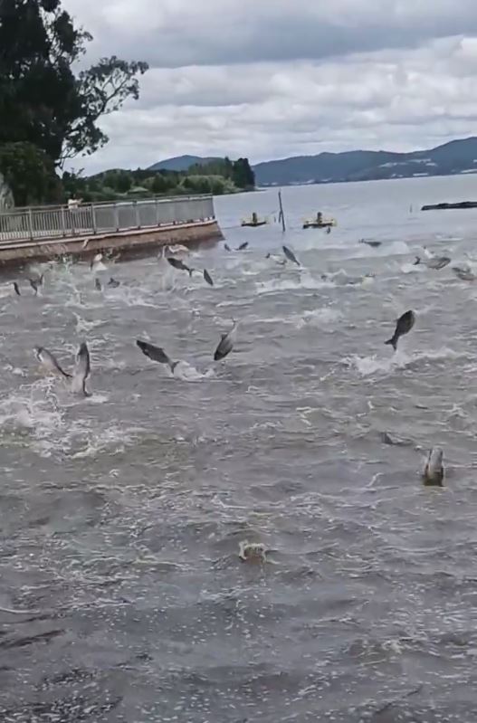 昆明滇池6月1日有數以百計的魚群翻騰躍出水面。抖音
