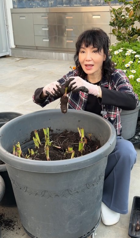 張曼玉於豪宅天台種芋頭。 張曼玉於豪宅天台種芋頭。