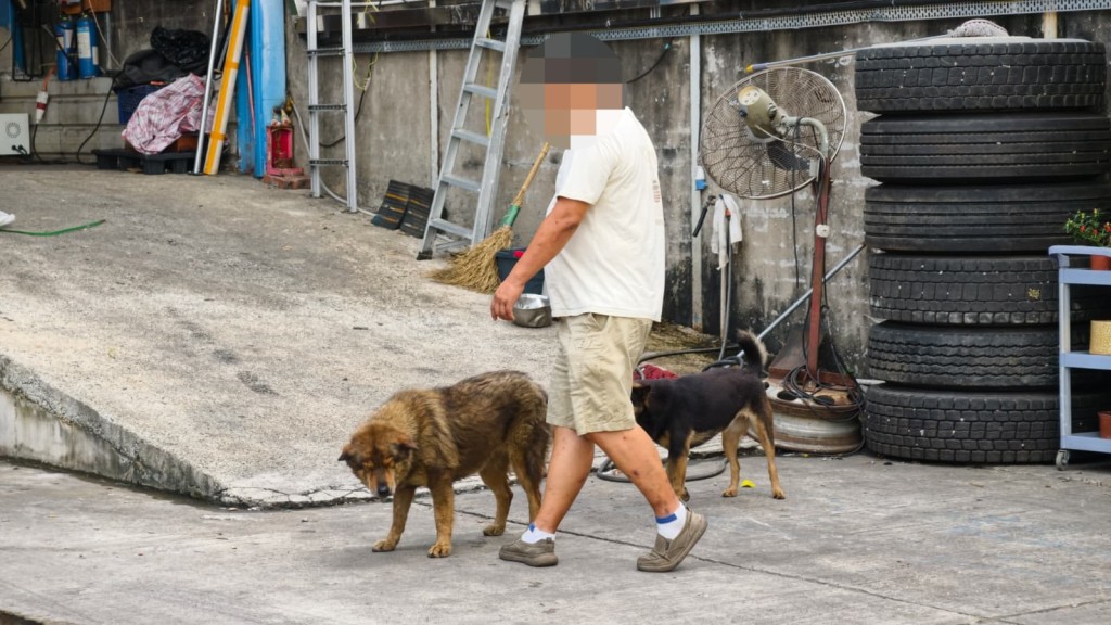 元朗倉狗咬人｜漁護正調查或提檢控 唐狗「肥妹」有晶片狗牌 被扣留觀察