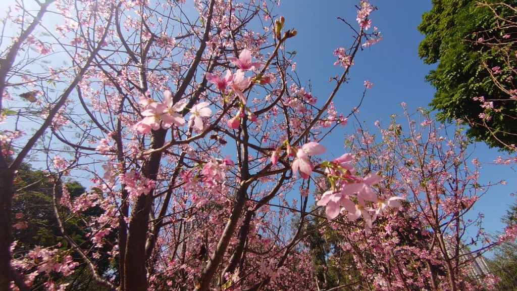康文署近日公佈開花情報，天水圍公園內的櫻花已達滿開狀態（圖片來源：康文署）