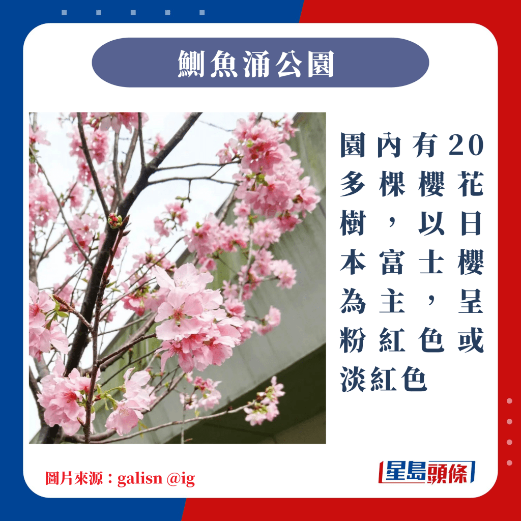 香港10大赏樱热点｜园内有20多棵樱花树，以日本富士樱为主，呈粉红色或淡红色
