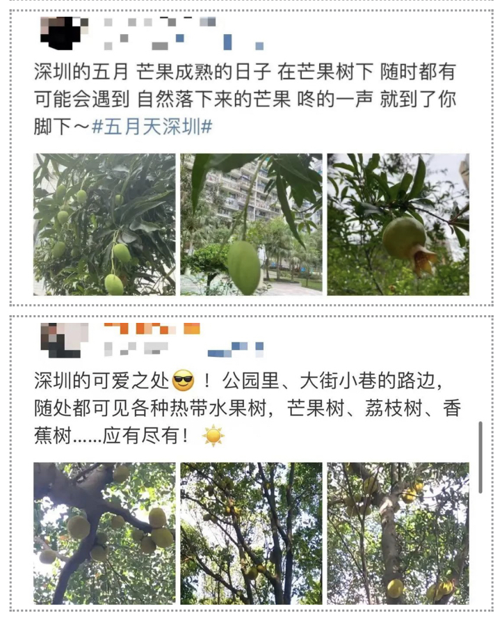 夏日深圳街頭果樹紛紛結出果實。