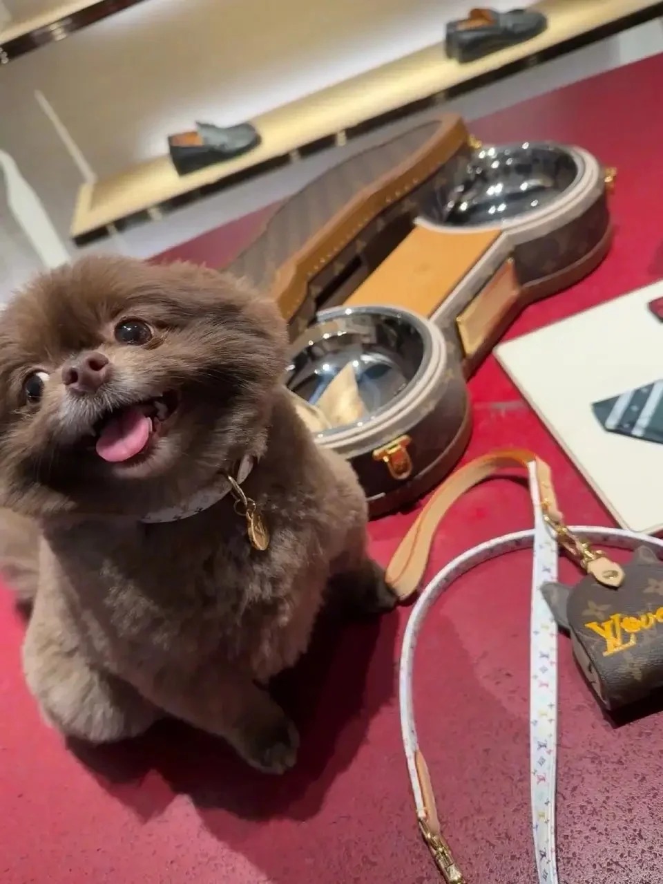 鍾欣潼的愛犬Kuma身旁擺放著LV專用狗碗，生活品質極盡奢華。