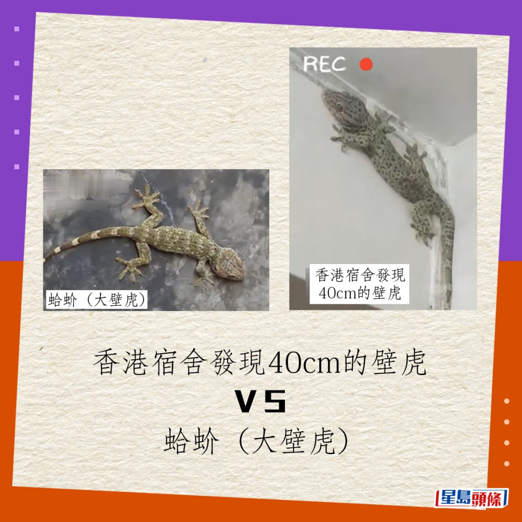 部分网民指40cm的壁虎，应为蛤蚧（大壁虎），蛤蚧（大壁虎）雄性可以体长40cm，香港亦有可能出现，从相片比较非常相似，两者背部均满布较大的疣鳞。