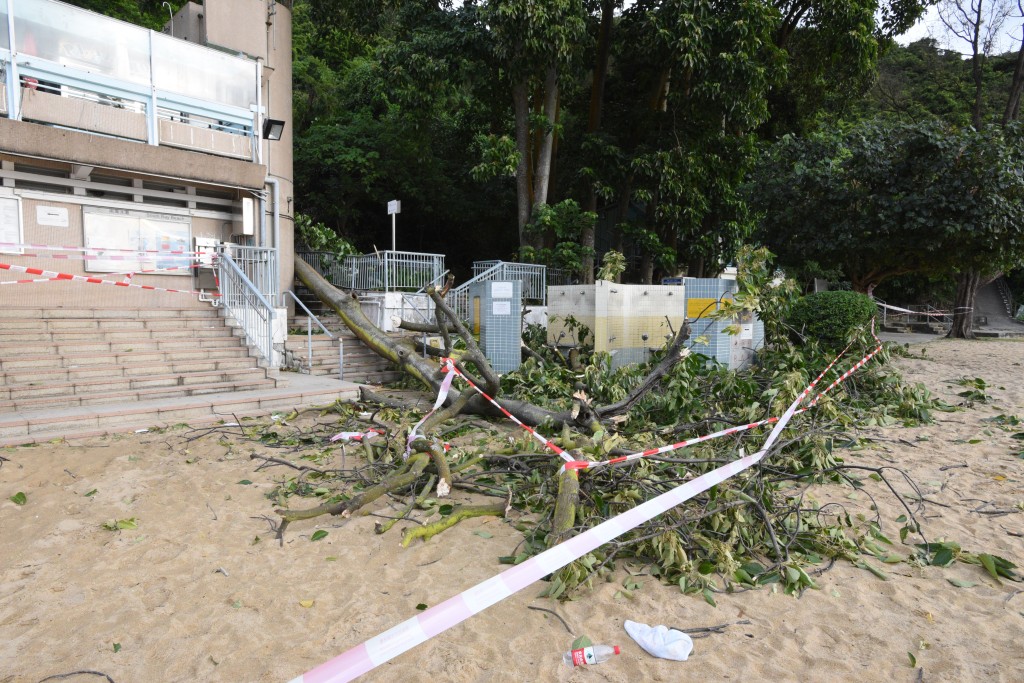 现场为南湾泳滩，一棵20米高大树突然塌下。